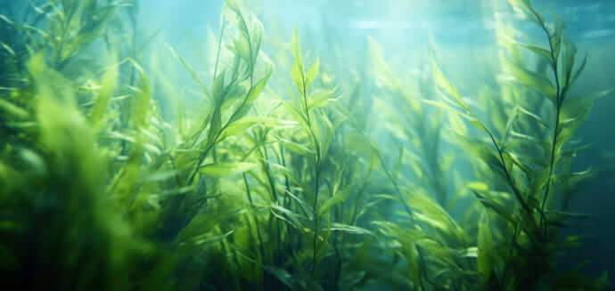 Seaweed