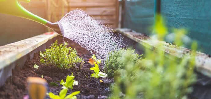 Liquid Bio Fertilizer (LBF)