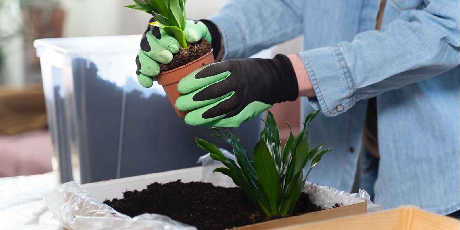 Rooted in Nature, Growing the Future